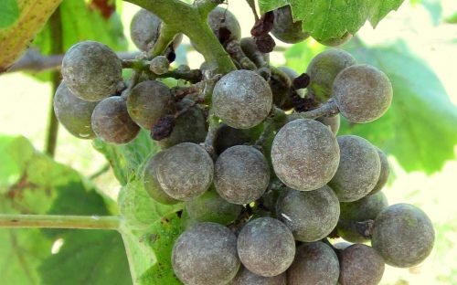 Хвороба винограду мильдия: ознаки, лікування