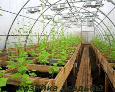 Як вирощувати огірки в теплиці насінням і розсадним способом