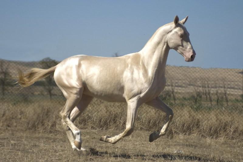Опис изабелловой масті коней з фото
