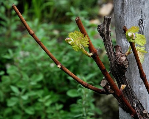 Чим обробити виноград навесні після відкриття