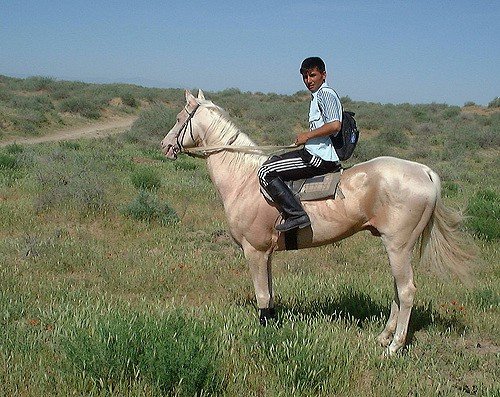 Ахалтекінська порода коня: опис, зміст, догляд
