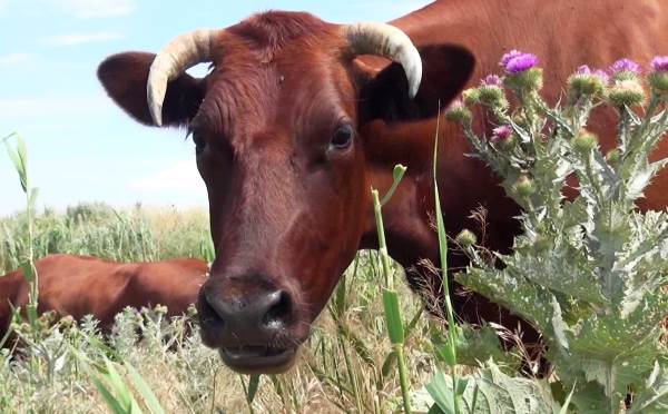 Чому гірчить молоко у корови і як це виправити