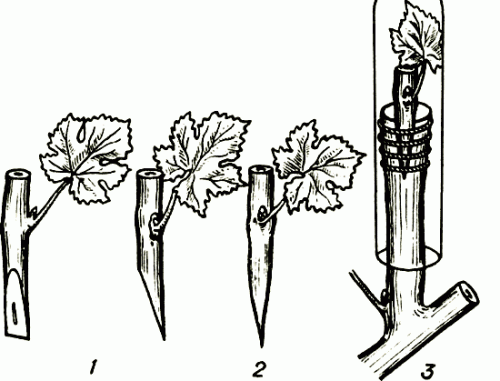Щеплення винограду навесні: як робити, терміни