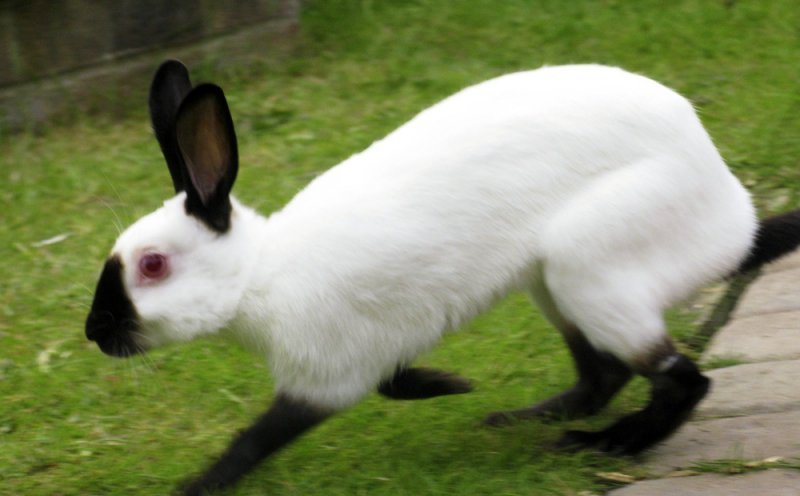 Російський горностаєвий кролик (Гімалайський)