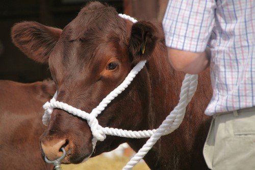 Забій корови: різання, розтин, як вбити