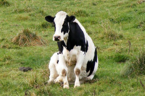 Ендометрит у корів: гострий післяпологовий, прихований, лікування, симптоми