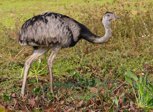 Американський страус Нанду: опис, розведення