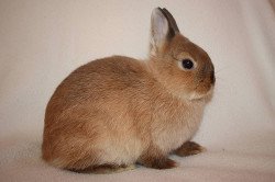 Найпоширеніші породи декоративних кроликів