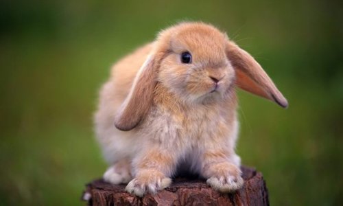 Симптоми і лікування вушного кліща у кроликів