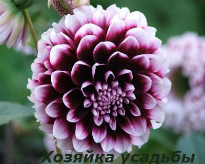 Жоржини, вирощування і догляд, садіння і зберігання.