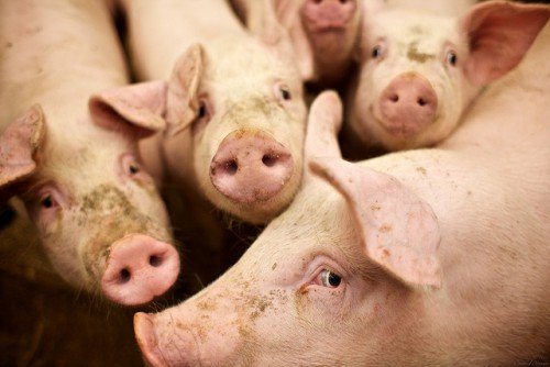 Годування свиней в домашніх умовах (скільки потрібно корму)