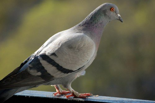 Сизий голуб: опис породи, фото