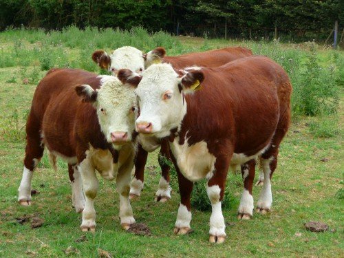 Утримання і годівля биків виробників в домашніх умовах