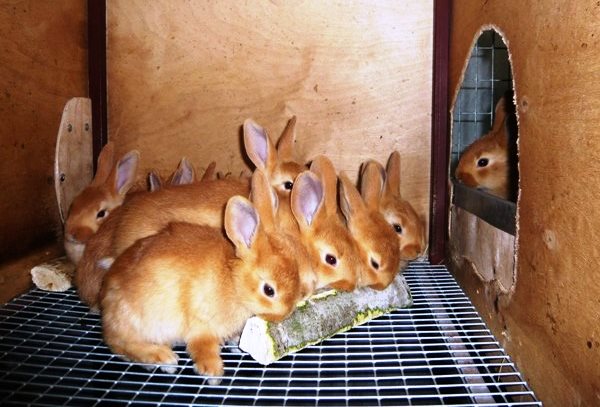 Бургундський кролик: опис породи з фото, зміст