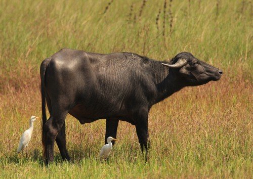 Види диких биків