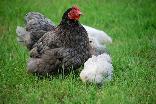 Чим годувати курчат з перших днів життя в домашніх умовах