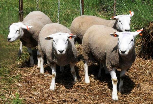 Опис і гідності овець породи Тексель