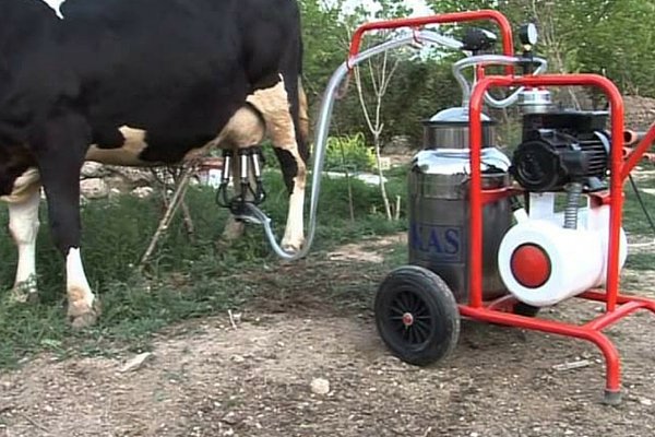Доїльний апарат для корів: види та критерії вибору