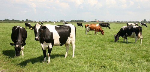 Дійні корови: які породи дають високий удій молока