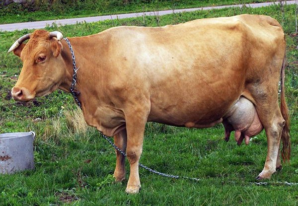 Який річний надій молока від однієї корови