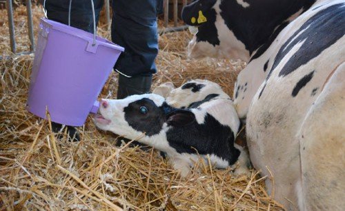 Вирощування і утримання телят в молочний період (гігієна)