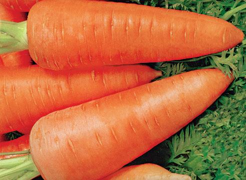 Коли садити моркву в Сибіру: кращі сорти