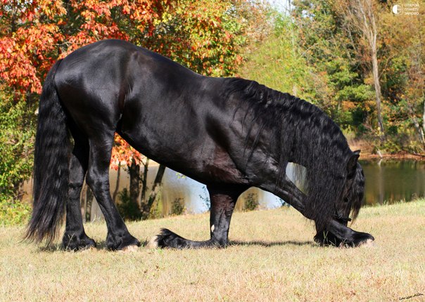 Фризька кінь: опис з фото, екстерєр, характер