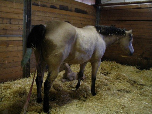 Скільки триває вагітність у коней, як проходять пологи