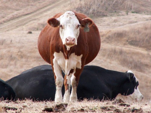 Скільки триває вагітність у корови і носить теляти