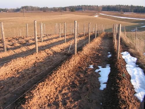 Як вкривати виноград землею на зиму від холодів