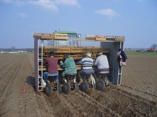 Грунт під картоплю: підготовка, обробка землі