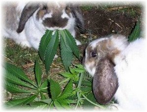 Чим можна годувати кроликів: поради для початківців кролівників