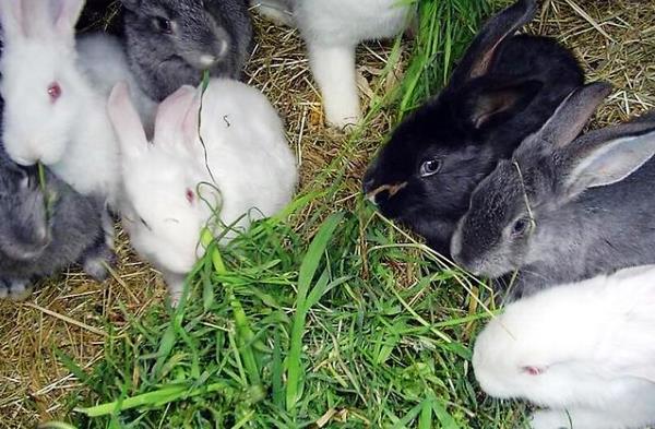 Якою травою можна годувати кроликів, а який ні