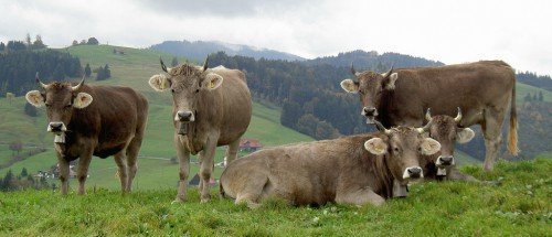Швіцька порода корів: характеристика, плюси і мінуси, фото