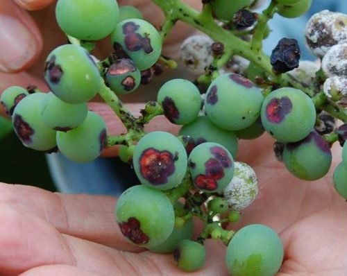 Захворювання Антракноз винограду: що таке і як лікувати