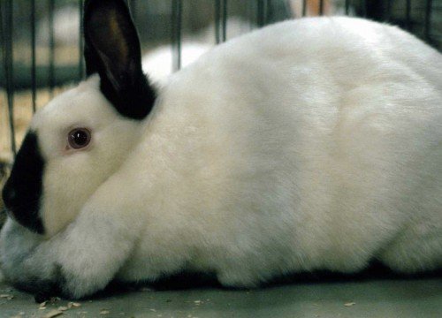 Каліфорнійська порода кроликів: опис, зміст