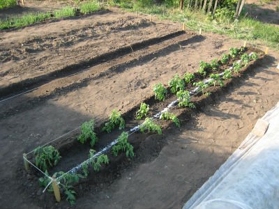 Посадка томатів у відкритий грунт. Схеми посадки томатів