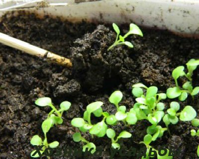 Вирощування петунії з насіння в домашніх умовах, догляд.