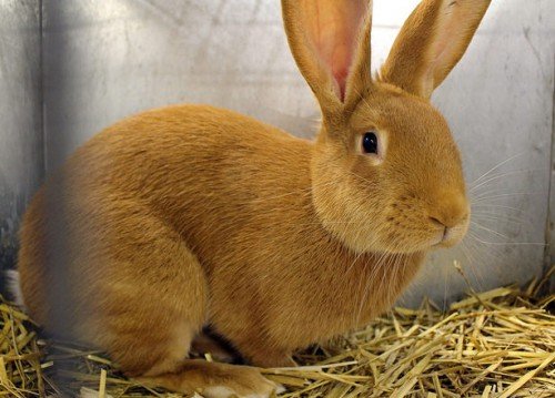 Бургундська порода кроликів: опис, зміст