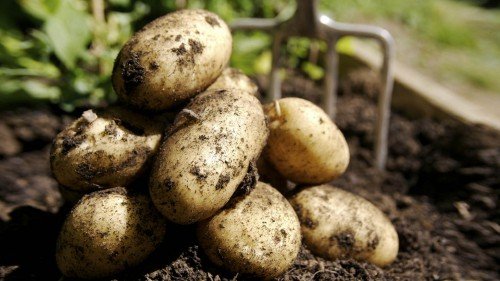 Тулеевский картопля: характеристика, посадка і догляд