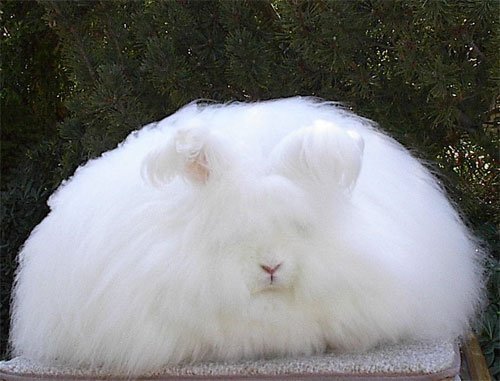 Ангорские і Білі пухові   Породи кроликів