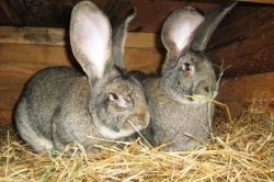 Яка найбільша порода кроликів і як за ними доглядати?