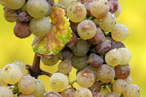 Боротьба з хворобами винограду
