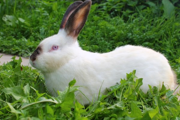 Каліфорнійський кролик: опис з фото, гідності