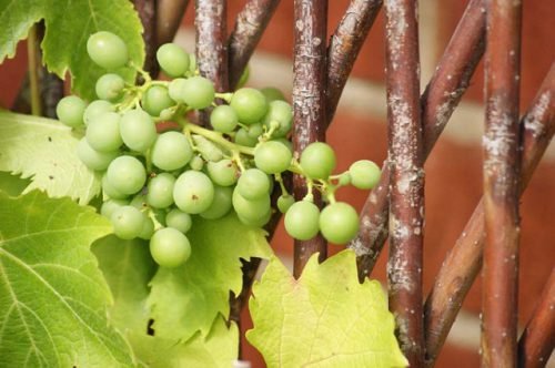 Всі хвороби ягід винограду: опис, їх лікування