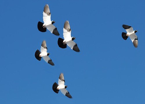 Хрестові голуби ченці: огляд, фото