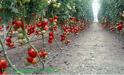 Урожайні сорти томатів для теплиць, Кращі томати для теплиці.