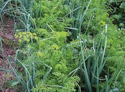 Посадка моркви на Уралі: коли садити, сорти