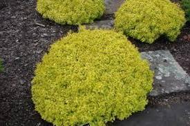 Дивовижний барбарис тунберга — сорти.