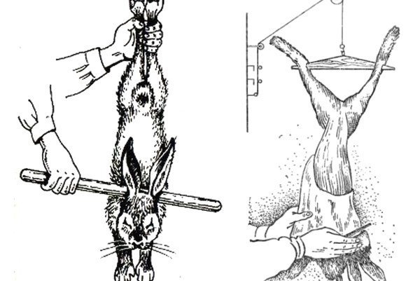 Як забити кролика і як зняти з нього шкуру